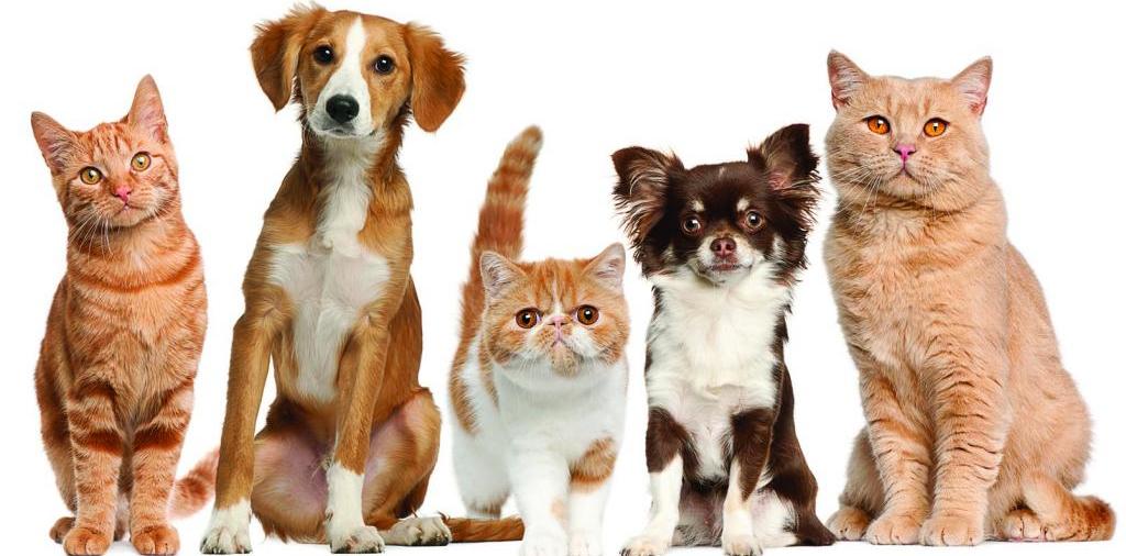 Доска объявлений о животных | ЗооТом - продажа, вязка и услуги для животных в Зеленодольске