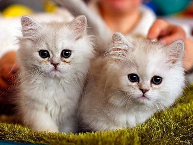 Породы кошек в Зеленодольске | ЗооТом портал о животных