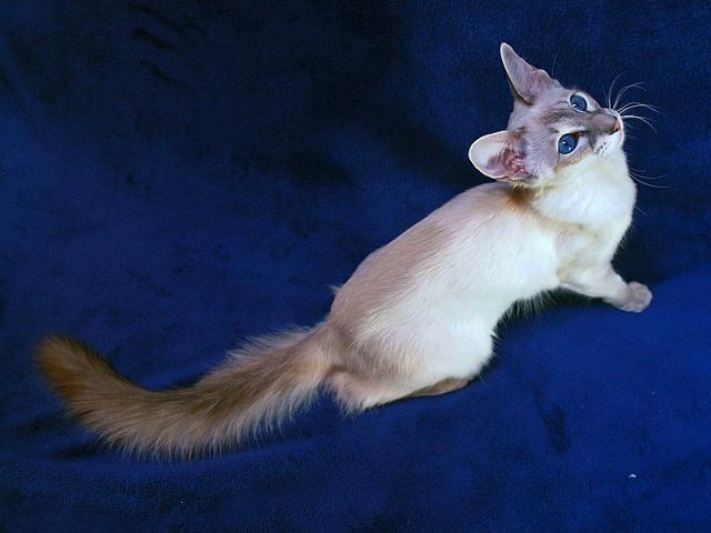 Выведенные породы кошек в Зеленодольске | ЗооТом портал о животных