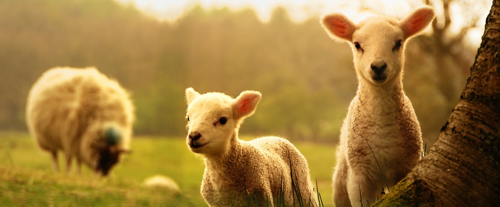 Объявления о сельскохозяйственных животных | ЗооТом - продажа, вязка и услуги для животных в Зеленодольске