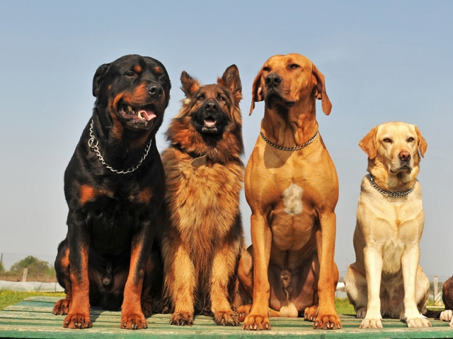 Крупные породы собак в Зеленодольске | ЗооТом портал о животных
